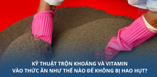 Kỹ thuật trộn khoáng và vitamin vào thức ăn như thế nào để không bị hao hụt?